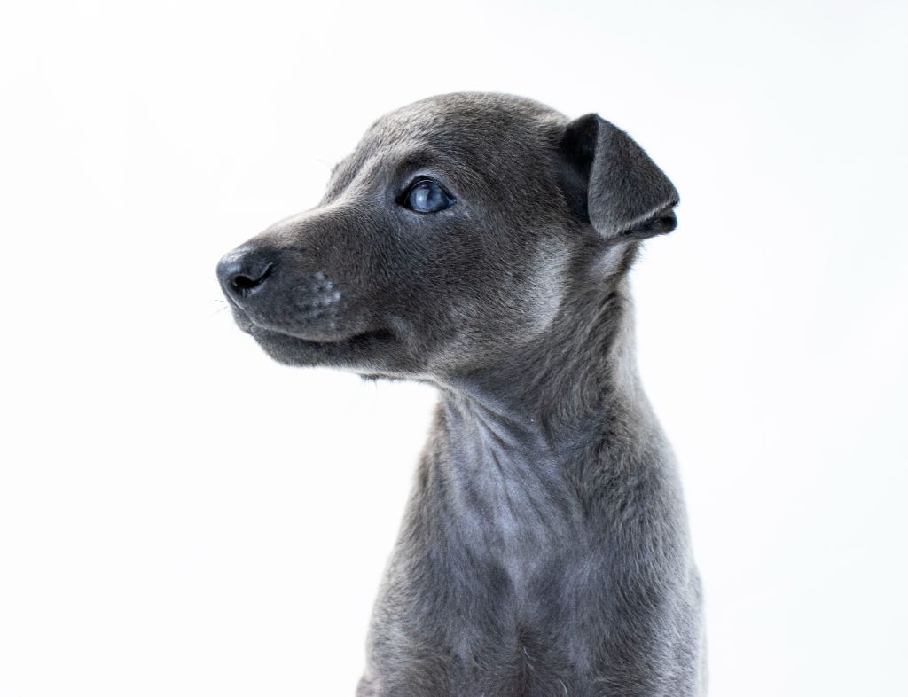 chiot Petit Levrier Italien Du Val De La Rose Des Vents