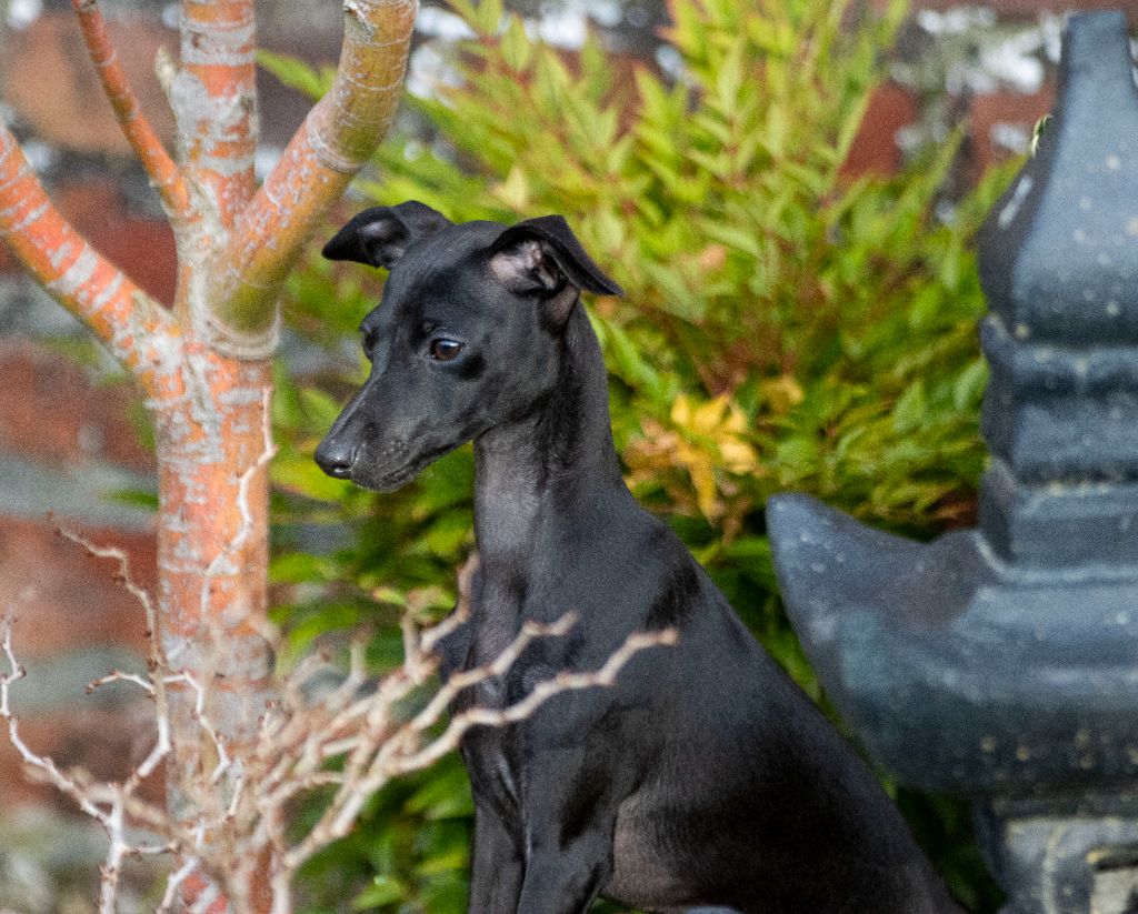 Althea domaine de chanteloup