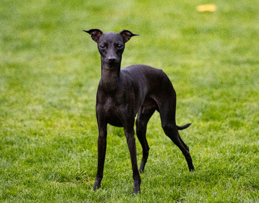 Valentino Du Val De La Rose Des Vents