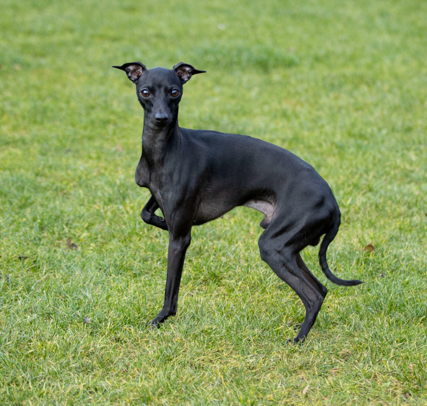 VALENTINO Du Val De La Rose Des Vents