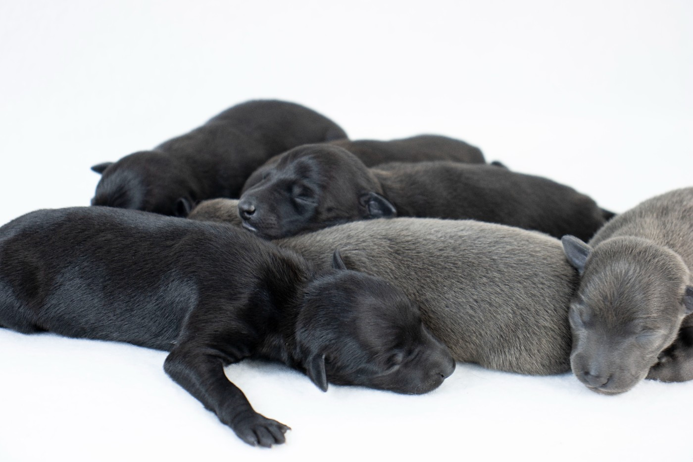 Chiot Petit Levrier Italien Du Val De La Rose Des Vents