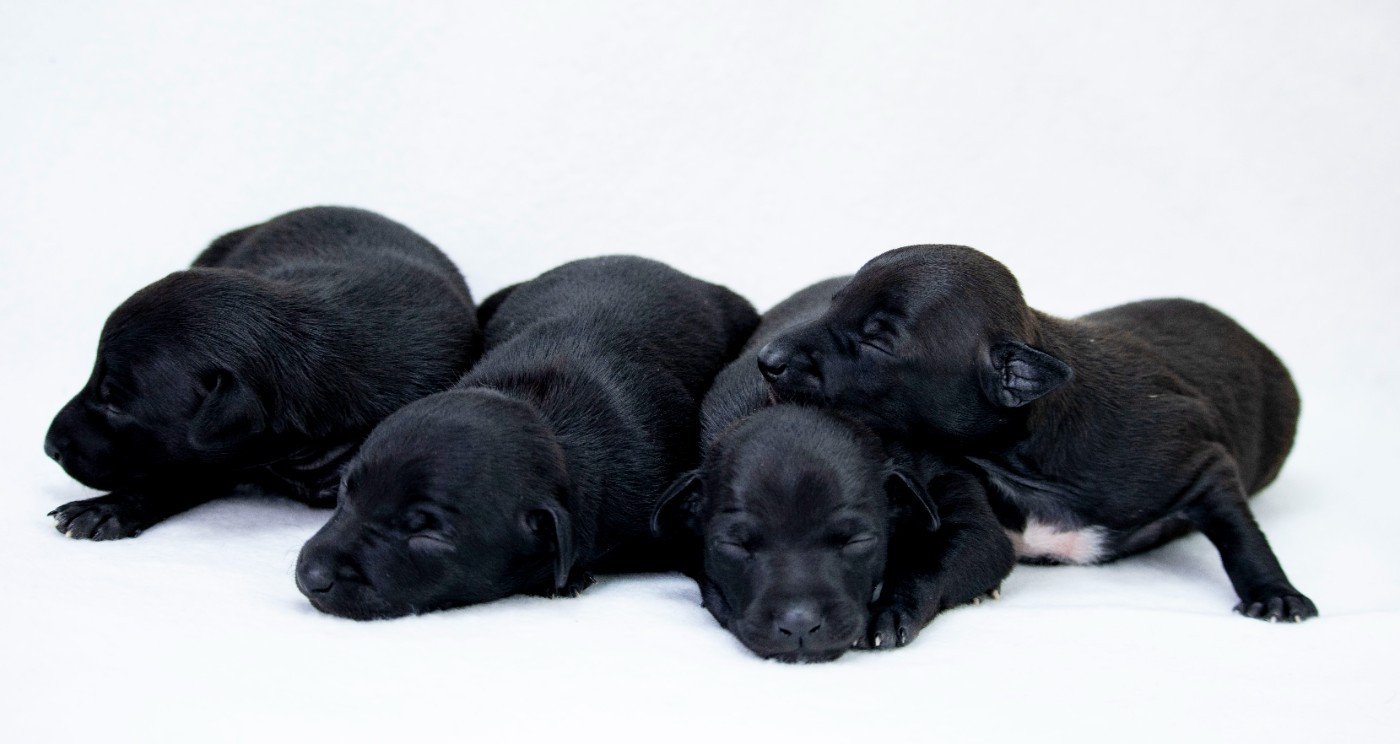 Du Val De La Rose Des Vents - Chiots disponibles - Petit Levrier Italien