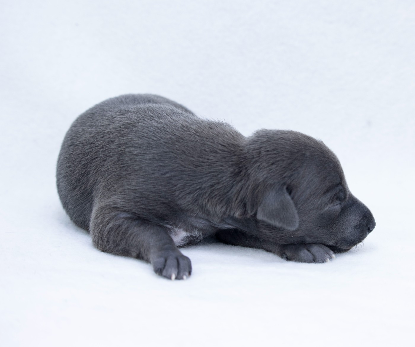 Du Val De La Rose Des Vents - Chiots disponibles - Petit Levrier Italien