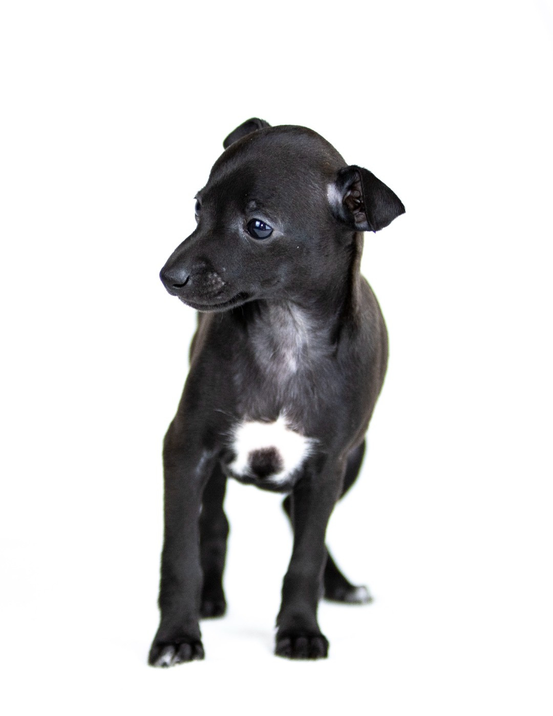 Du Val De La Rose Des Vents - Chiots disponibles - Petit Levrier Italien