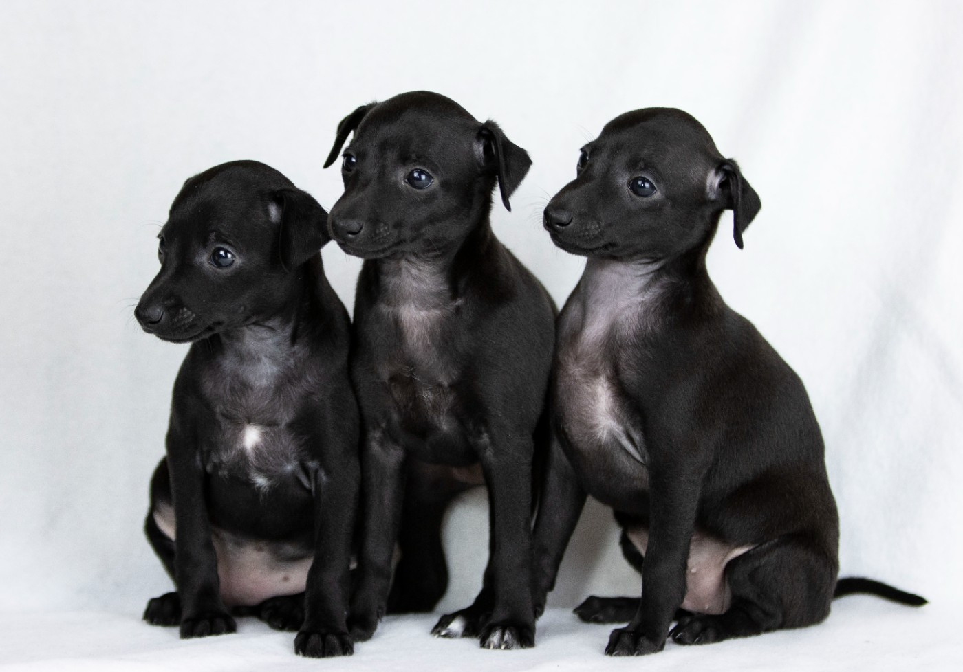 Du Val De La Rose Des Vents - Chiots disponibles - Petit Levrier Italien