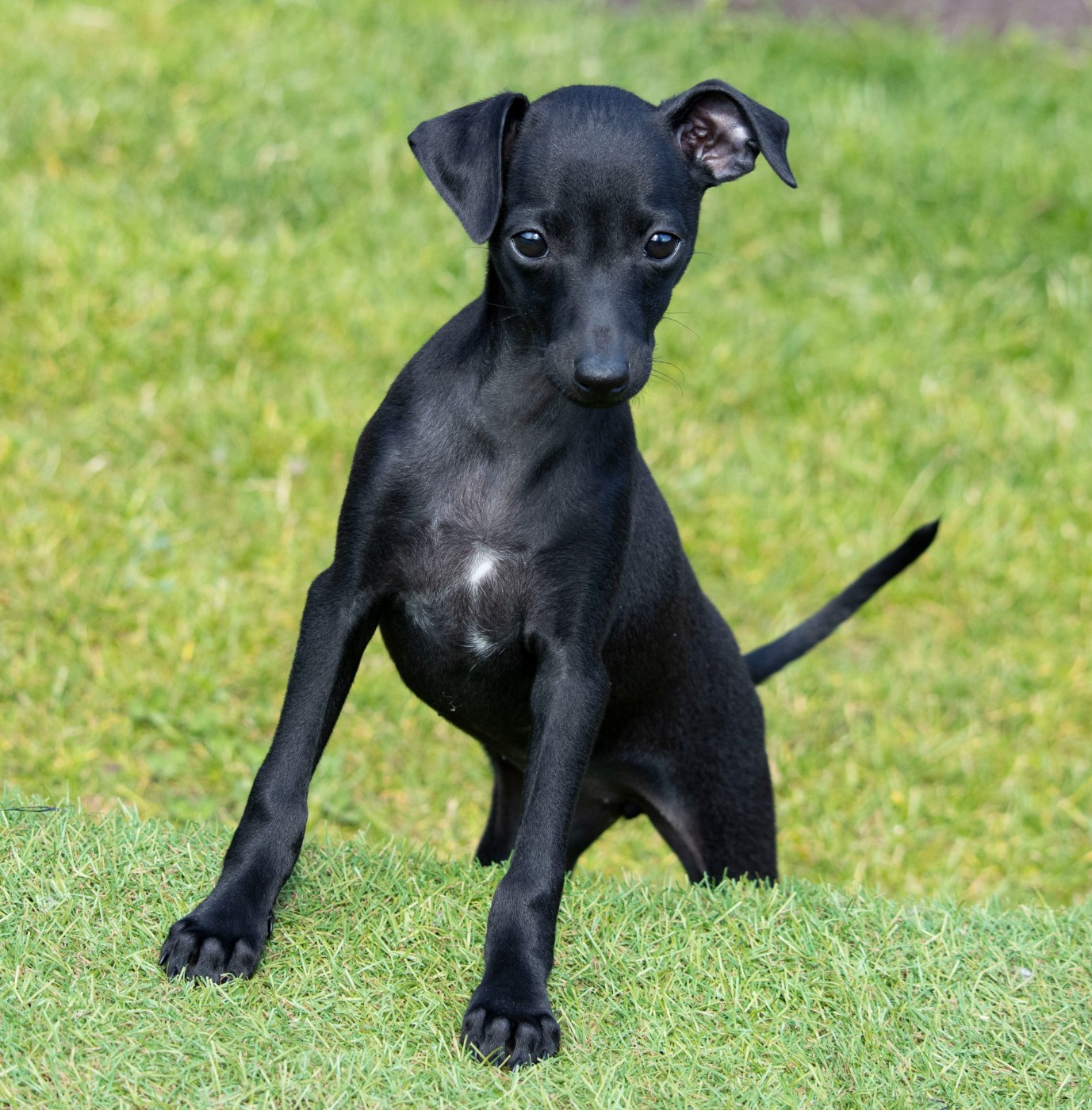 Du Val De La Rose Des Vents - Chiots disponibles - Petit Levrier Italien