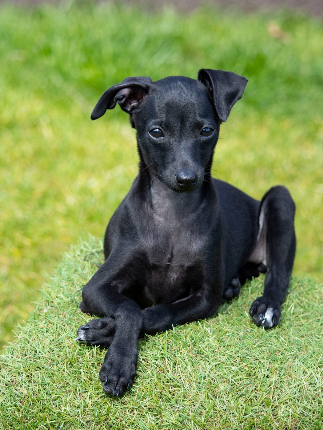 Du Val De La Rose Des Vents - Chiots disponibles - Petit Levrier Italien