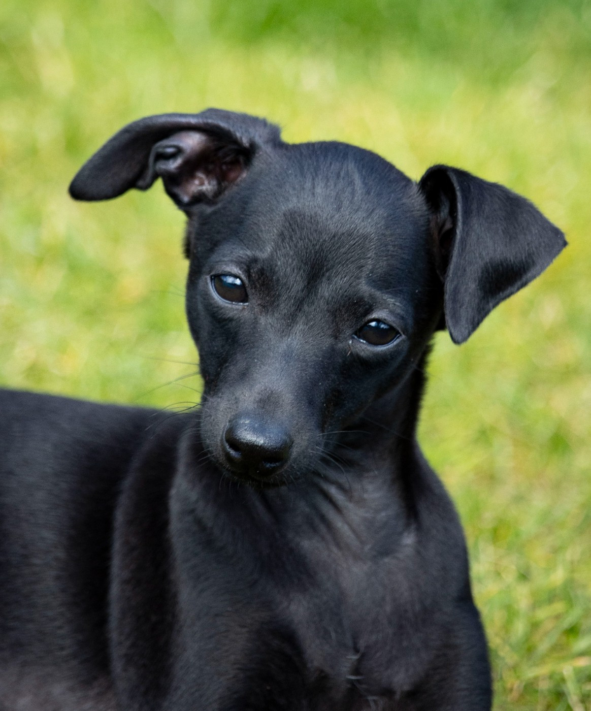 Chiot Petit Levrier Italien Du Val De La Rose Des Vents