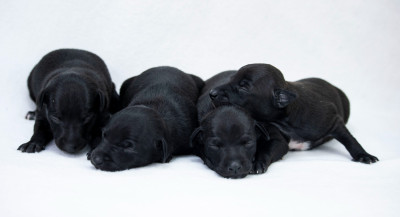Chiot N°5